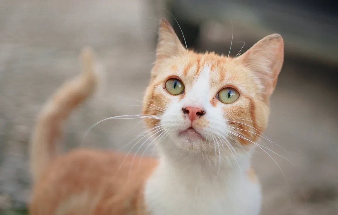 street-cat-arcos-de-la-frontera-andalucia-spain street-cat-arcos-de-la-frontera-andalucia-spain
