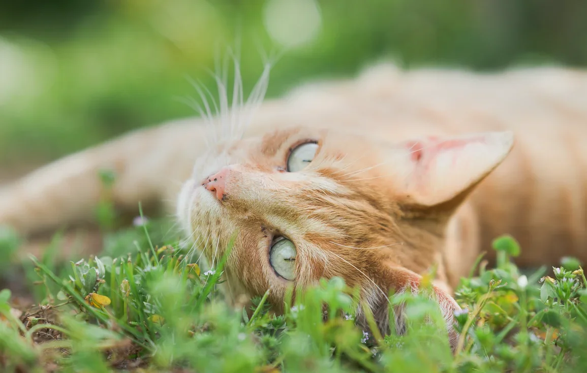cat-lindo-garden-andalucia-spain-2.webp