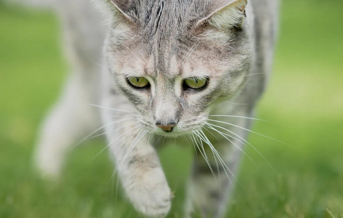 cat-mollie-garden-andalucia-spain-2-1