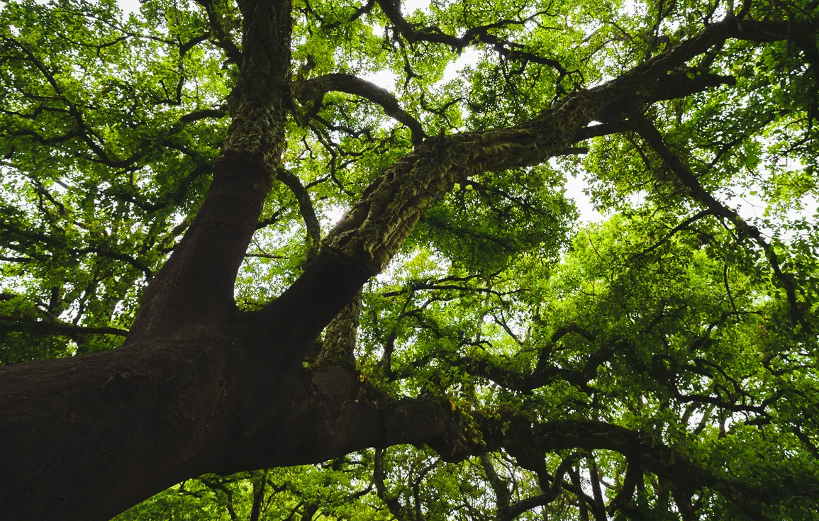 cork-oak-aljibe-track-alcornocales-natural-park-andalucia-spain.webp