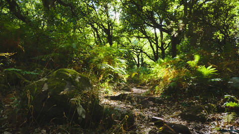 El Aljibe Track from La Sauceda, Los Alcornocales Natural Park, Andalucia, Spain