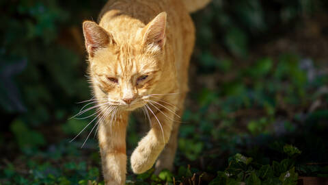 Cat Linda in our Garden, Andalucia, Spain.