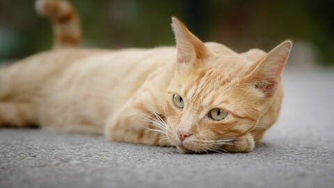 Cat Linda on the street, Andalucia, Spain.