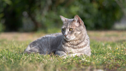 Cat Mollie in our Garden, Andalucia, Spain.