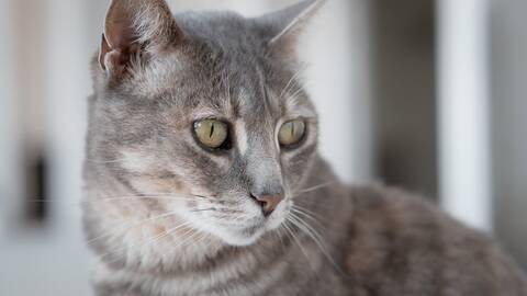 Cat Mollie in our Terrace, Andalucia, Spain.