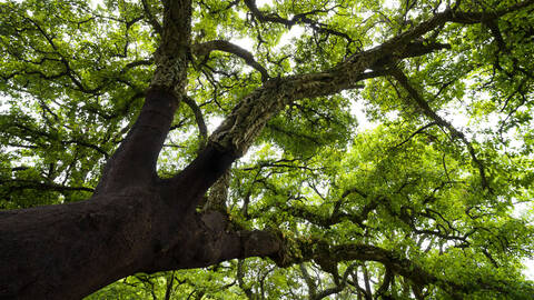 Cork Oak on El Aljibe Track from La Sauceda, Los Alcornocales Natural Park, Andalucia, Spain
