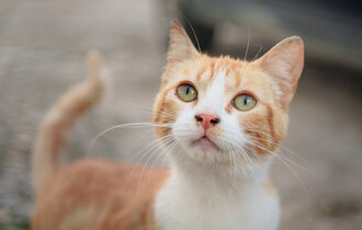 Street Cat, Arcos de la Frontera, Andalucia, Spain