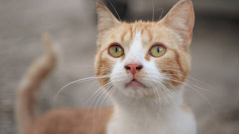 Street Cat, Arcos de la Frontera, Andalucia, Spain