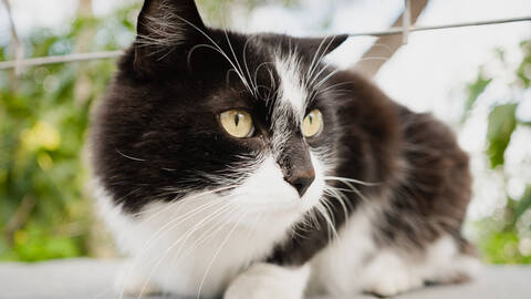 Street Cat, Vejer de la Frontera, Andalucia, Spain