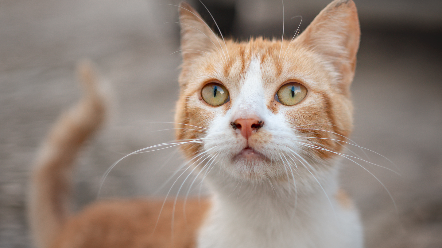 Street Cat, Arcos de la Frontera, Andalucia, Spain