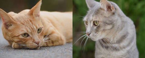 The Feline Crew, Linda & Mollie, Andalucia, Spain.